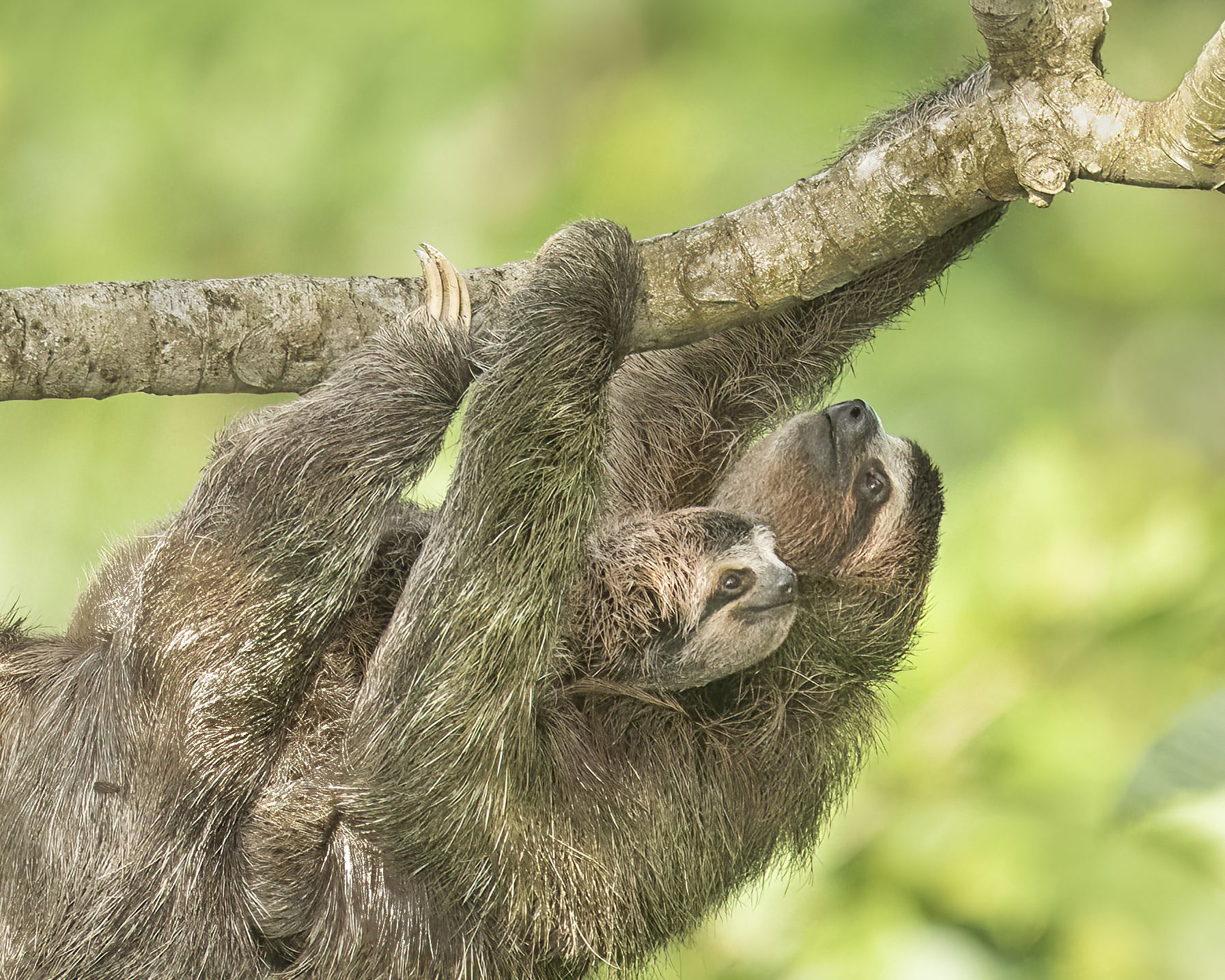  Dsc4123 Sloth And Cub